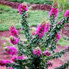 Bougainvillea Torchglory